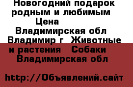 Новогодний подарок родным и любимым › Цена ­ 8 000 - Владимирская обл., Владимир г. Животные и растения » Собаки   . Владимирская обл.